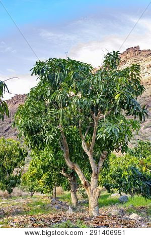Tropical Mango Tree Growing In Orchard On Gran Canaria Island, Spain. Cultivation Of Mango Fruits On
