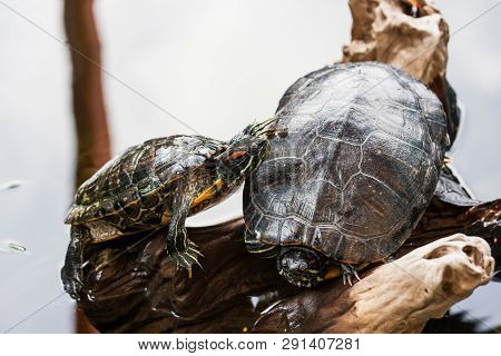 Two Red-eared Slider Turtle (trachemys Scripta Elegans)