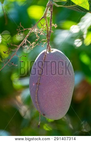 Tropical Mango Tree With Big Ripe Mango Fruits Growing In Orchard On Gran Canaria Island, Spain. Cul
