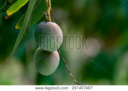 Tropical Mango Tree With Big Ripe Mango Fruits Growing In Orchard On Gran Canaria Island, Spain. Cul