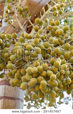 Bunch Of Unripe Dates Fruits Growing On Tropical Palm Tree Close Up