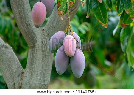 Tropical Mango Tree With Big Ripe Mango Fruits Growing In Orchard On Gran Canaria Island, Spain. Cul