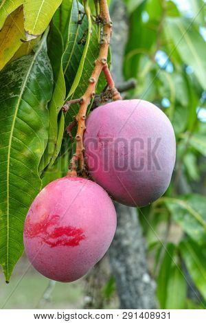 Tropical Mango Tree With Big Ripe Mango Fruits Growing In Orchard On Gran Canaria Island, Spain. Cul