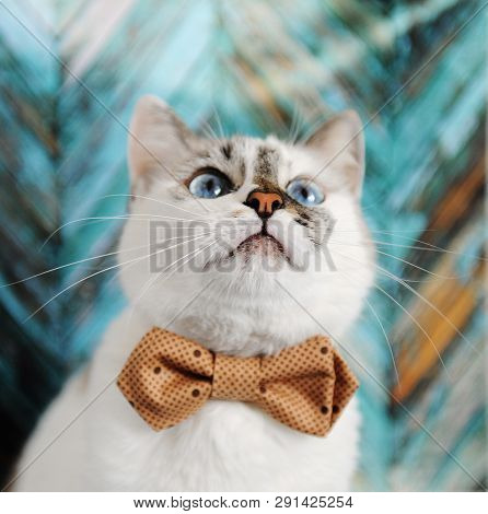 White Fluffy Blue-eyed Cat In Bow Tie. Close Portrait On Turquoise Wooden Textural Background. Fashi