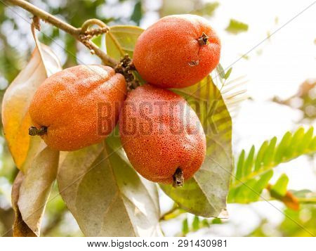 Elaeagnus Latifolia Fruits Growing On A Branch