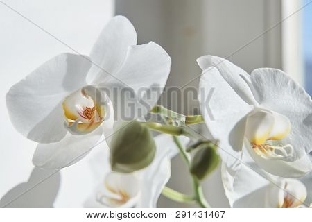 White Orchids On Sun Light, The Green Bud, A New Flower, A Butterfly, Macro, Phalaenopsis, Doritis,
