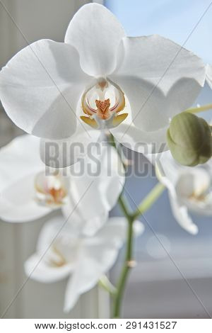 White Orchids On Sun Light, The Green Bud, A New Flower, A Butterfly, Macro, Phalaenopsis, Doritis,