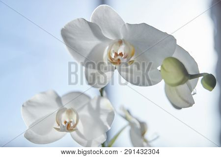 White Orchids On Sun Light, The Green Bud, A New Flower, A Butterfly, Macro, Phalaenopsis, Doritis,