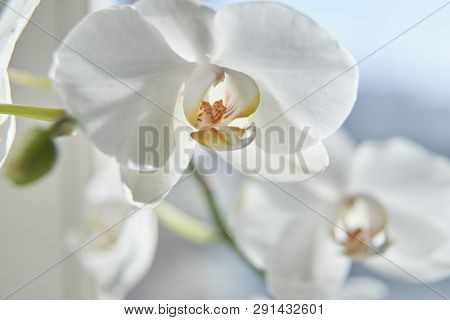 White Orchids On Sun Light, The Green Bud, A New Flower, A Butterfly, Macro, Phalaenopsis, Doritis,