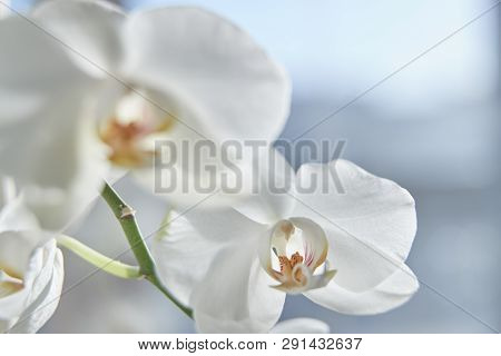 White Orchids On Sun Light, The Green Bud, A New Flower, A Butterfly, Macro, Phalaenopsis, Doritis,