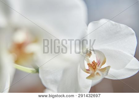 White Orchids On Sun Light, The Green Bud, A New Flower, A Butterfly, Macro, Phalaenopsis, Doritis,