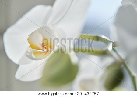 White Orchids On Sun Light, The Green Bud, A New Flower, A Butterfly, Macro, Phalaenopsis, Doritis,