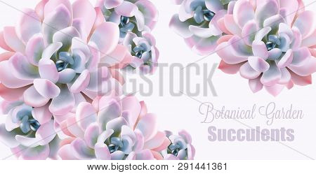 Watercolor Succulent Plant Vector Card. Votanical Painted Vintage Gardening Background. Floral Textu
