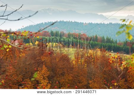 Autumn Landscape With Bright Red Trees In Poiana Marului