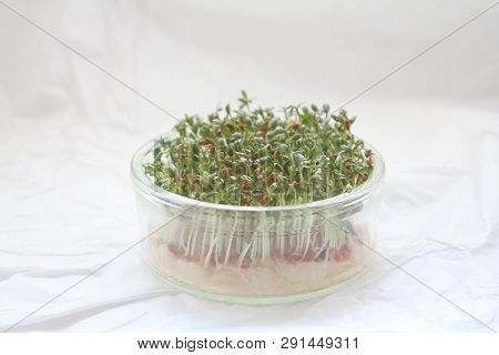 Garden Cress Microgreens Growing In Glass Bowl