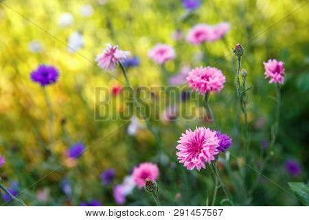 Beautiful Meadow Field With Wild Flowers. Spring Wildflowers Closeup. Health Care Concept. Rural Fie