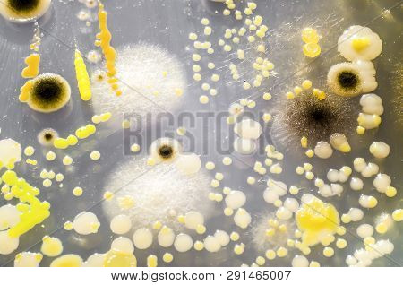 Colonies Of Different Bacteria And Mold Fungi From Air Grown On Petri Dish. Microbiology Background