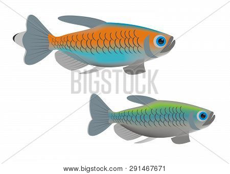 Illustration Of A Pair Of Congo Tetra (phenacogrammus Interruptus) With A White Background.