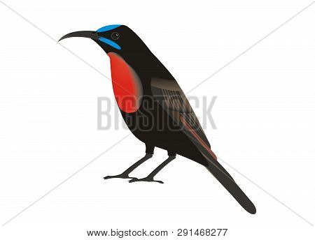 Illustration Of A Scarlet-chested Sunbird (chalcomitra Senegalensis) With A White Background.