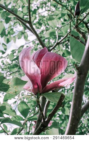 Magnolis Tree, Magnolia Flowers. Beautiful Spring Flower