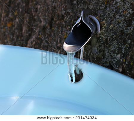 Close-up Of Sap Dripping From Spile In Tapped Maple Tree With Sap Cicle Hanging Down Into Blue Bucke