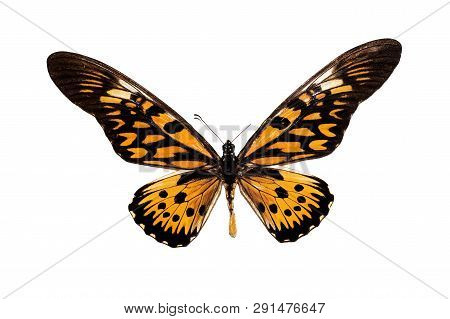 Big Butterfly With Yellow Wings, Isolate On White Background, Papilio Antimachus