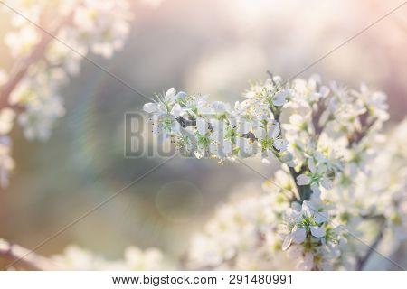 Flowering Branch Of Fruit Tree, Blosomed Branch Lit By Sunlight