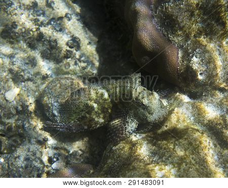 A Salarias Fasciatus Fish Close Up In Indonesia