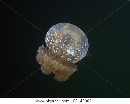 The Beautiful Jellyfish Lake In Togian Island, Indonesia
