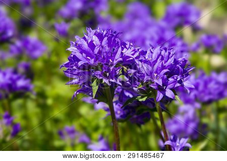 Blue Flowers  In The Summer Garden. Campanula Glomerata