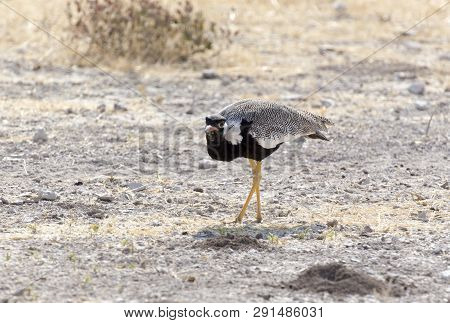 A Northern Black Korhaan Bird