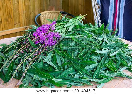 Blooming Sally Leaves And Flowers - Raw Materials For Making Traditional Russian Koporsky Tea Also K