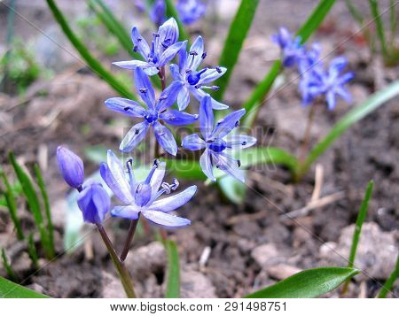 Scilla Bifolia Flower Closeup. Scilla Bifolia (alpine Squill Or Two-leaf Squill) Is A Herbaceous Per