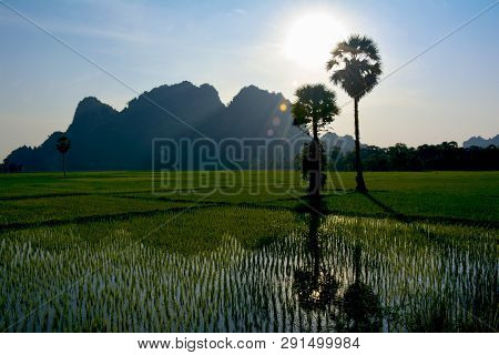 Rice Field With Young Growing Rice Sprouts. Rural Landscape On The Way To Kawgun And Yathaypyan Cave