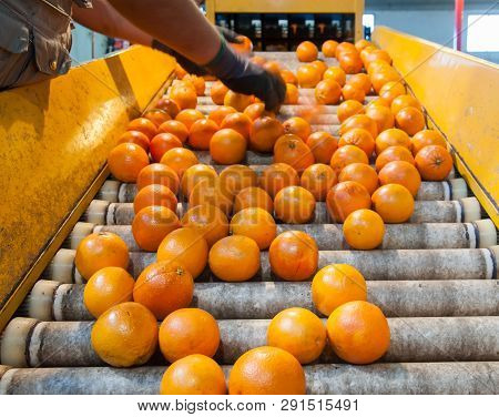 The Working Of Orange Fruits