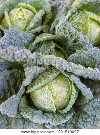 Cabbage Or Brassica Oleracea Capitata, Black Cabbage, Borecole, Broccoli