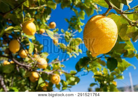 Lemons On Tree