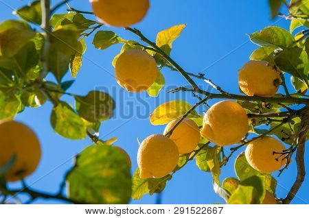 Lemons On Tree