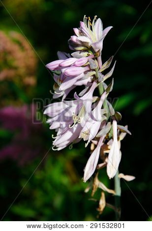 Hosta (Funkia) in bloom. Decorative plant.