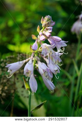 Hosta (Funkia) in bloom. Decorative plant.