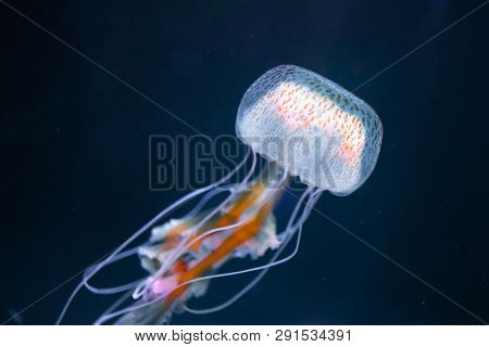 pelagia noctiluca jellyfish underwater