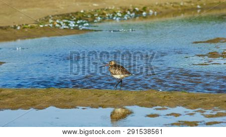 Female Bar-tailed Godwits Or Limosa Lapponica Walks At Seashore, Portrait, Selective Focus, Shallow 