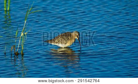 Curlew Sandpiper, Calidris Ferruginea, At Sea Shoreline Searching For Food, Close-up Portrait In Tid