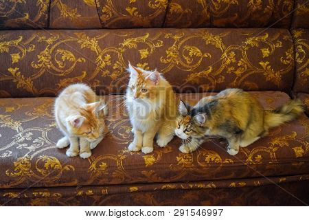 Breeding Of Purebred Cats At Home. Mainecoon Cat, Giant Maine Coon Cat.
