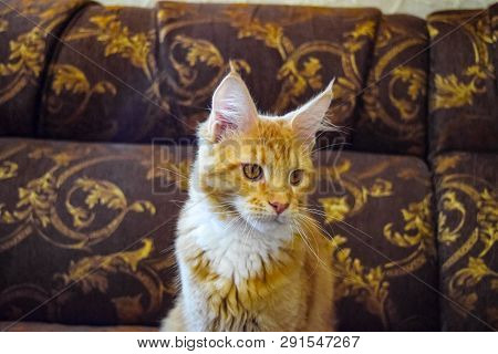 Breeding Of Purebred Cats At Home. Mainecoon Cat, Giant Maine Coon Cat.