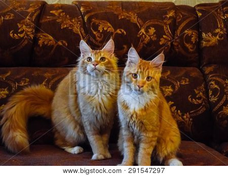 Breeding Of Purebred Cats At Home. Mainecoon Cat, Giant Maine Coon Cat.