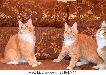 Breeding Of Purebred Cats At Home. Mainecoon Cat, Giant Maine Coon Cat.