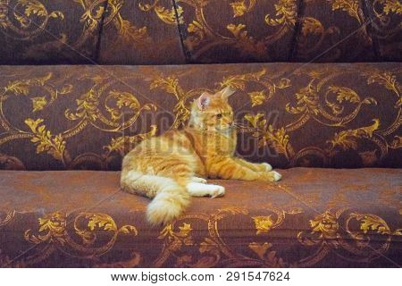 Breeding Of Purebred Cats At Home. Mainecoon Cat, Giant Maine Coon Cat.