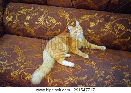 Breeding Of Purebred Cats At Home. Mainecoon Cat, Giant Maine Coon Cat.