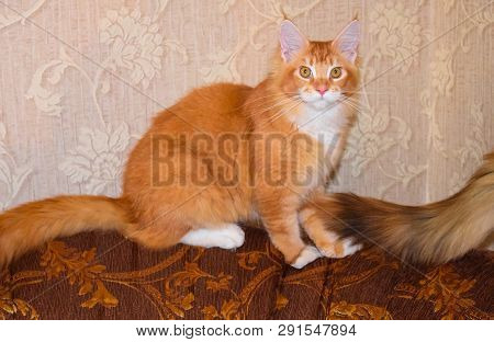 Breeding Of Purebred Cats At Home. Mainecoon Cat, Giant Maine Coon Cat.